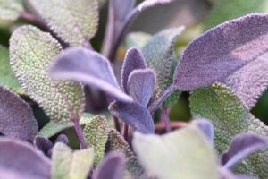 Šalvěj lékařská 'Purpurascens'