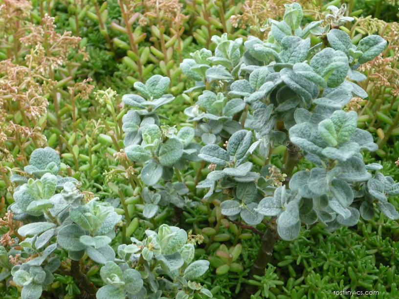 Salix x boydii - vrba Boydova