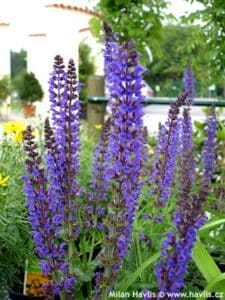 Salvia x sylvestris ('May Night') 'MAINACHT'