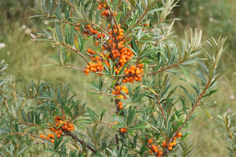 Hippophae rhamnoides – rakytník úzkolistý