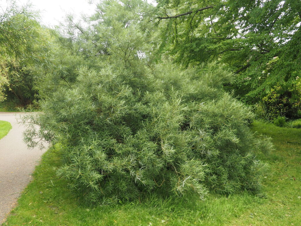 Salix eleagnos (vrba levandulová)​