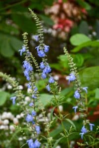 Salvia azurea, šalvěj modrá