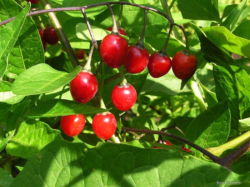 Lilek potměchuť (Solanum dulcamara)​