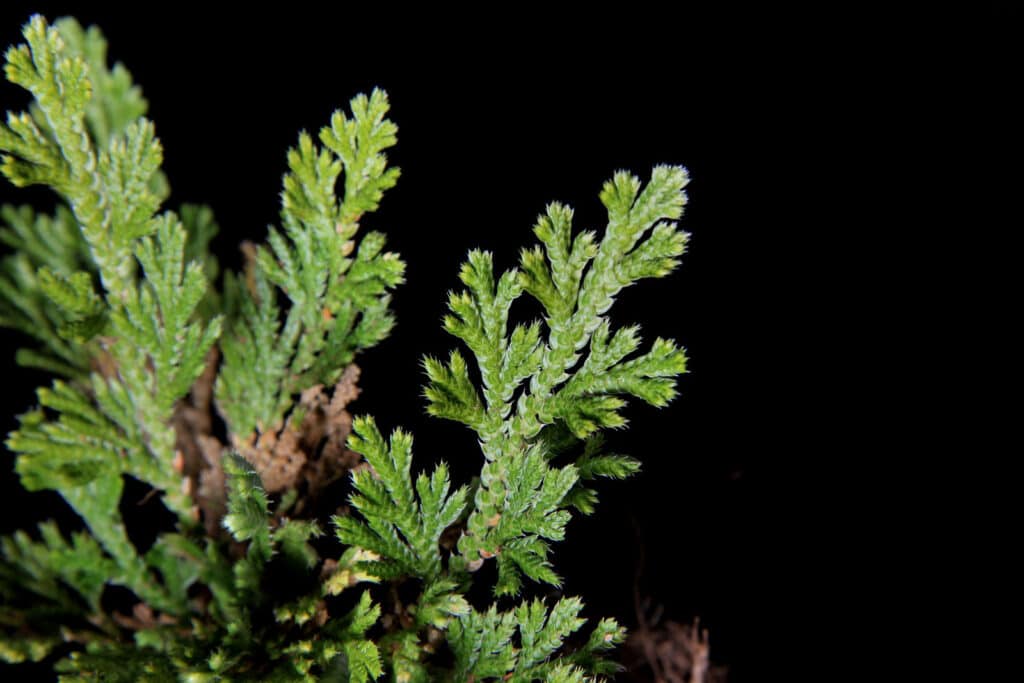 Vraneček 8 Selaginella pallescens, vraneček bledý