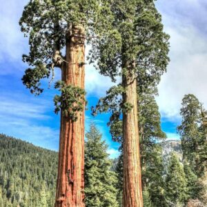 Sequoiadendron giganteum, sekvojovec obrovský