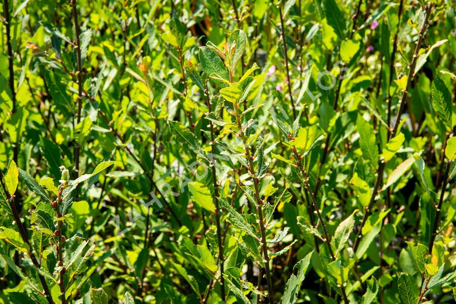 Salix aurita - vrba ušatá
