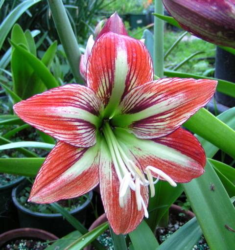 Amarylis 3 Hippeastrum-hybrid