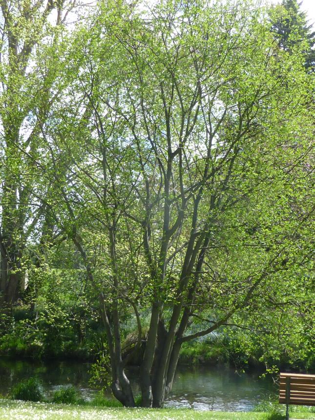 Salix daphnoides - vrba lýkovcová