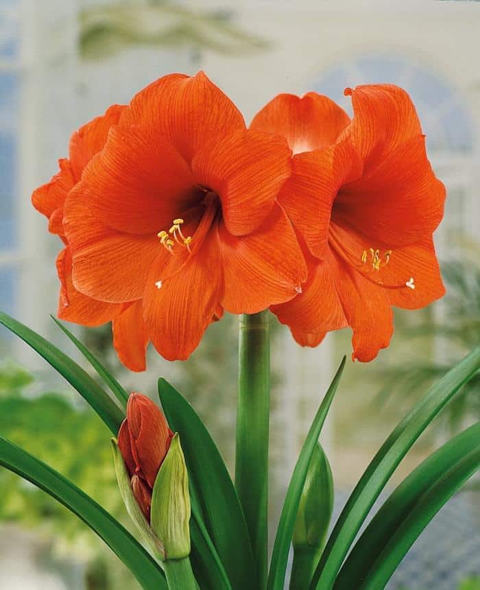 Amarylis 1 Hippeastrum Orange Souvereign