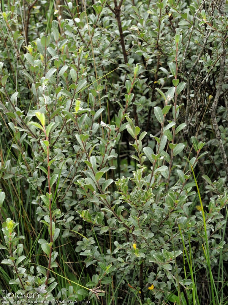 Salix arenaria - vrba písečná