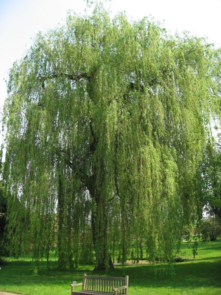 Salix alba - vrba bílá