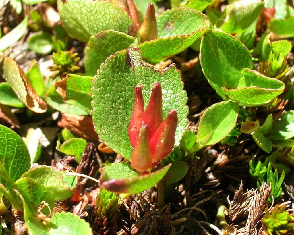 Salix herbacea - vrba bylinná​