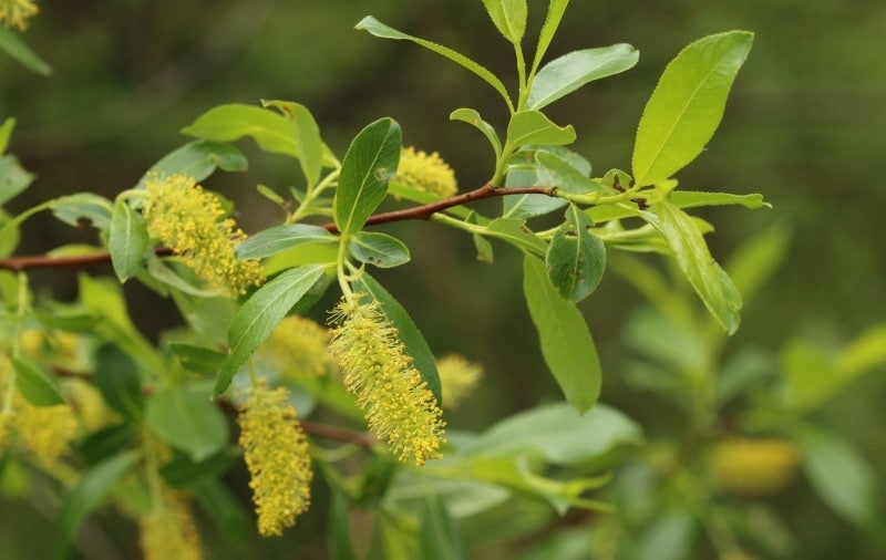 Salix pentandra - vrba pětimužná​