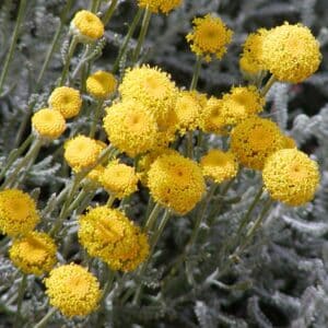 Santolina chamaecyparissus​