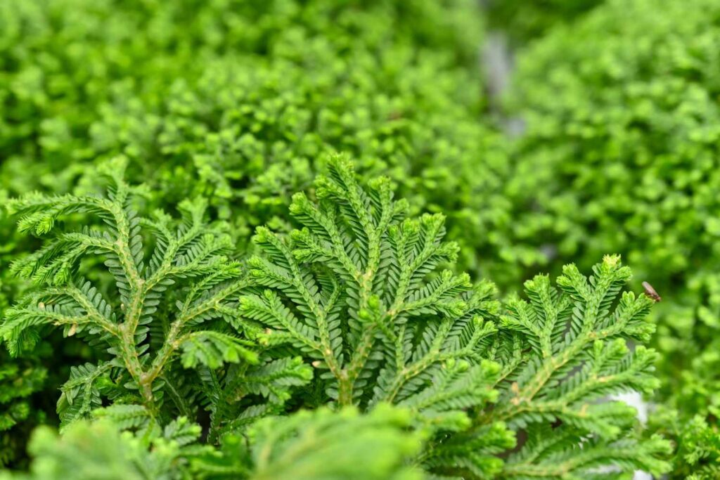 Vraneček 6 Selaginella kraussiana, vraneček Kraussův