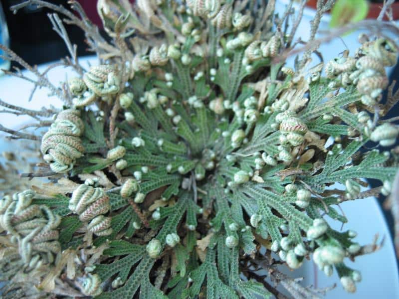 Vraneček 11 „Rostlina vstalá z mrtvých“ (Selaginella lepidophylla, vraneček živý/znovuzrozený)