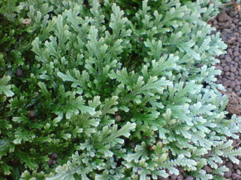 Vraneček 9 Selaginella serpens, vraneček plazivý