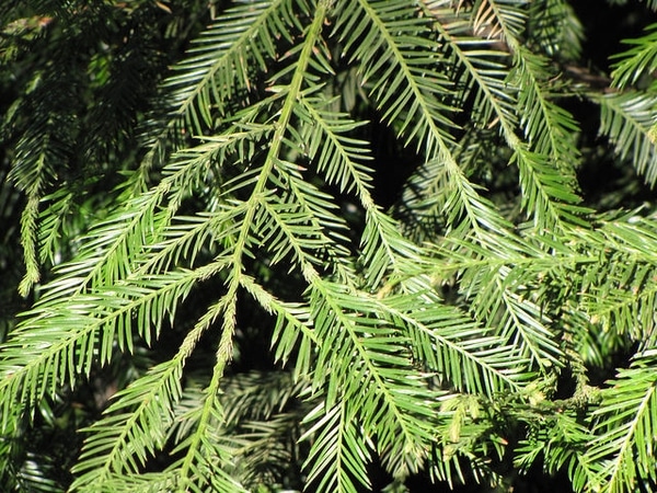 Sequoia sempervirens​