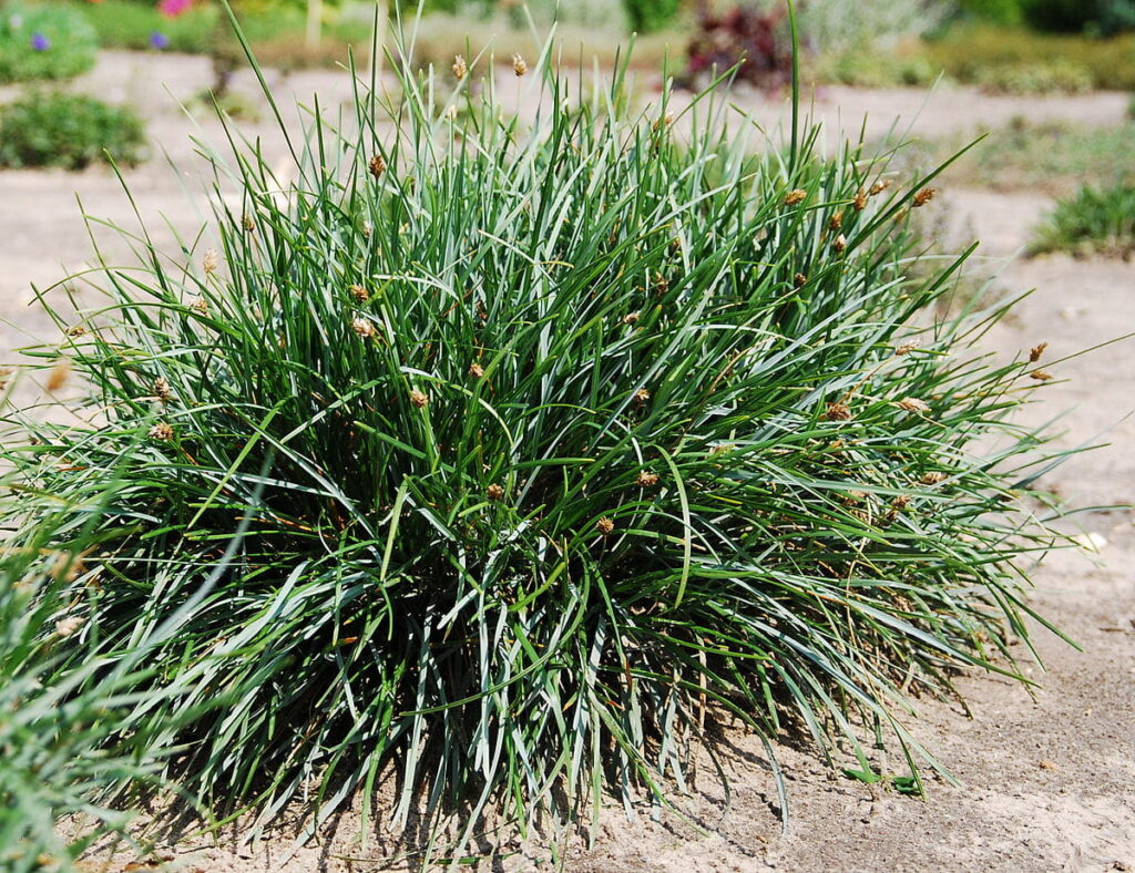 Sesleria albicans – péchava vápnomilná​