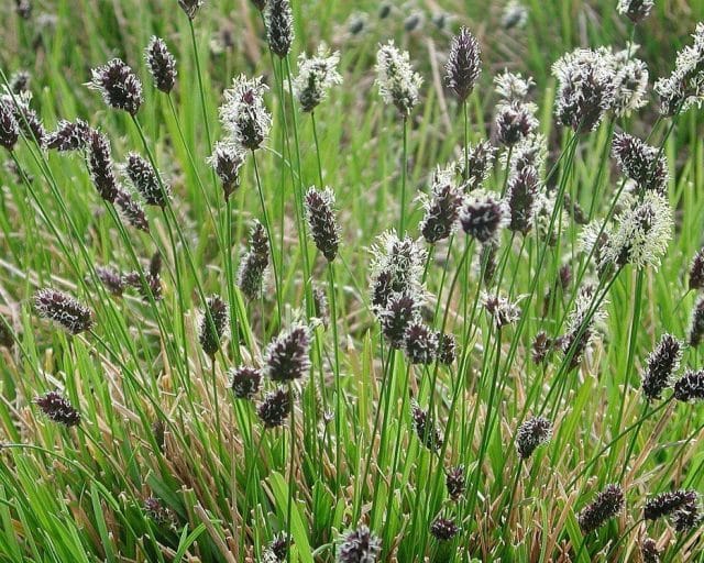 Sesleria heufleriana – péchava Heuflerova​