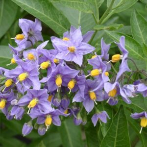 Lilek vrbolistý (Solanum crispum)​