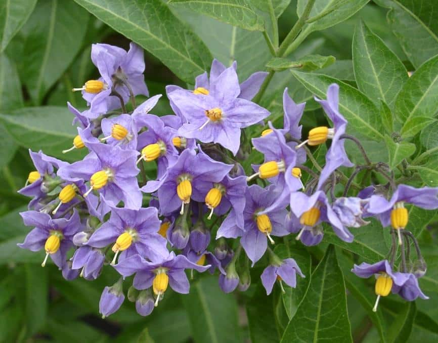 Lilek vrbolistý (Solanum crispum)​