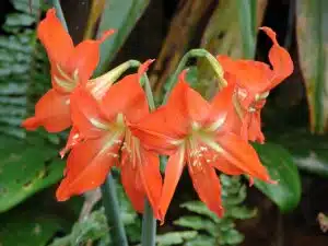 Hnojení pokojových rostlin 76 Hvězdník (Hippeastrum striatum)