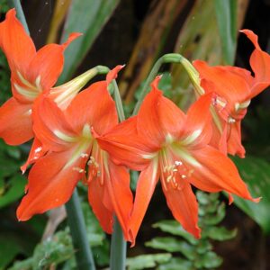 Hvězdník (Hippeastrum striatum)