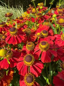 Trvalky: průvodce výběrem, pěstováním a péčí 12 Záplevák - Helenium Moerheim Beauty.