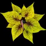 Kaládium 4 Krásné barevné kaládium na černém pozadí