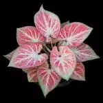 Kaládium 3 Krásné barevné kaládium na černém pozadí