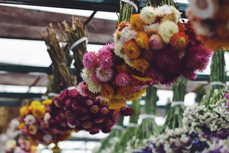 Svazky barevných sušených slaměnek visící na stánku farmářského trhu