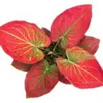 Kaládium 2 Kaládium na bílém pozadí