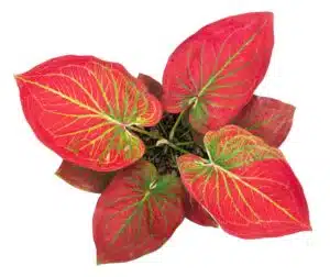 Hnojení pokojových rostlin 77 Kaládium na bílém pozadí