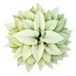 Kaládium 5 Kaládium na bílém pozadí – královna listových rostlin