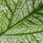 Kaládium 7 Kaládium – bílá a zelená textura listu na pozadí, pohled shora, detail struktury a žilkování.