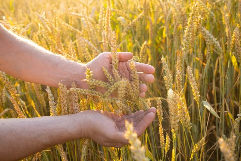 Detail rukou farmáře držící klasy pšenice a žita na poli s pšenicí a žitem