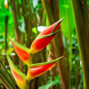 Detailní záběr helikonie kvetoucí uprostřed zahrady