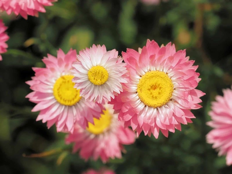 Detailní záběr světle růžových květů smilku.