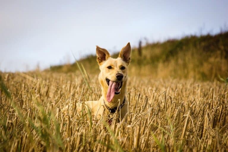 Ječmen 4 Pes v poli ječmene.