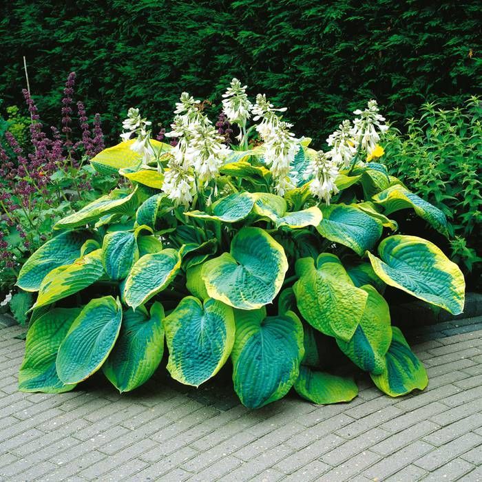 Bohyška 8 Hosta sieboldiana Frances Williams