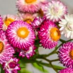 Smil-Slaměnka 6 Smil neboli slaměnka kvetoucí venku Helichrysum bracteatum