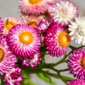 Smil neboli slaměnka kvetoucí venku Helichrysum bracteatum