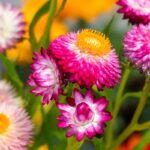 Smil-Slaměnka 7 Smil neboli slaměnka kvetoucí venku Helichrysum bracteatum