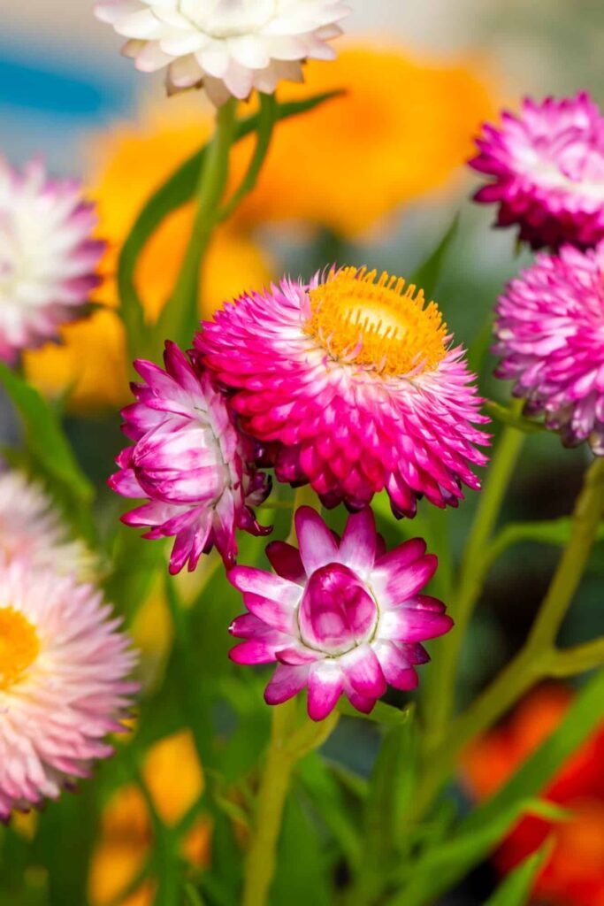 Smil neboli slaměnka kvetoucí venku Helichrysum bracteatum