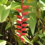 Helikonia 6 Helikonie neboli květ humří klepeto rostoucí v deštném pralese mezi listy