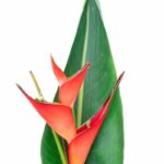 Helikonia 4 Helikonie s červenými květy