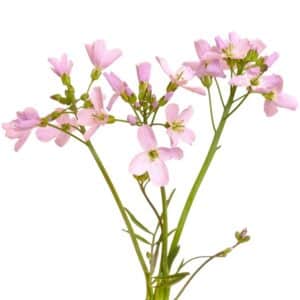 Květ večernice vonné (*Hesperis matronalis*) na bílém pozadí.