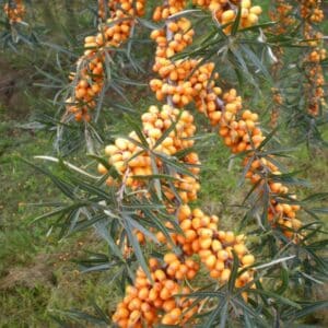 Hippophae rhamnoides – rakytník úzkolistý