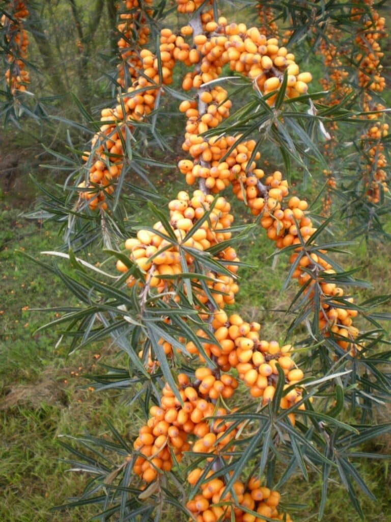 Hippophae rhamnoides – rakytník úzkolistý
